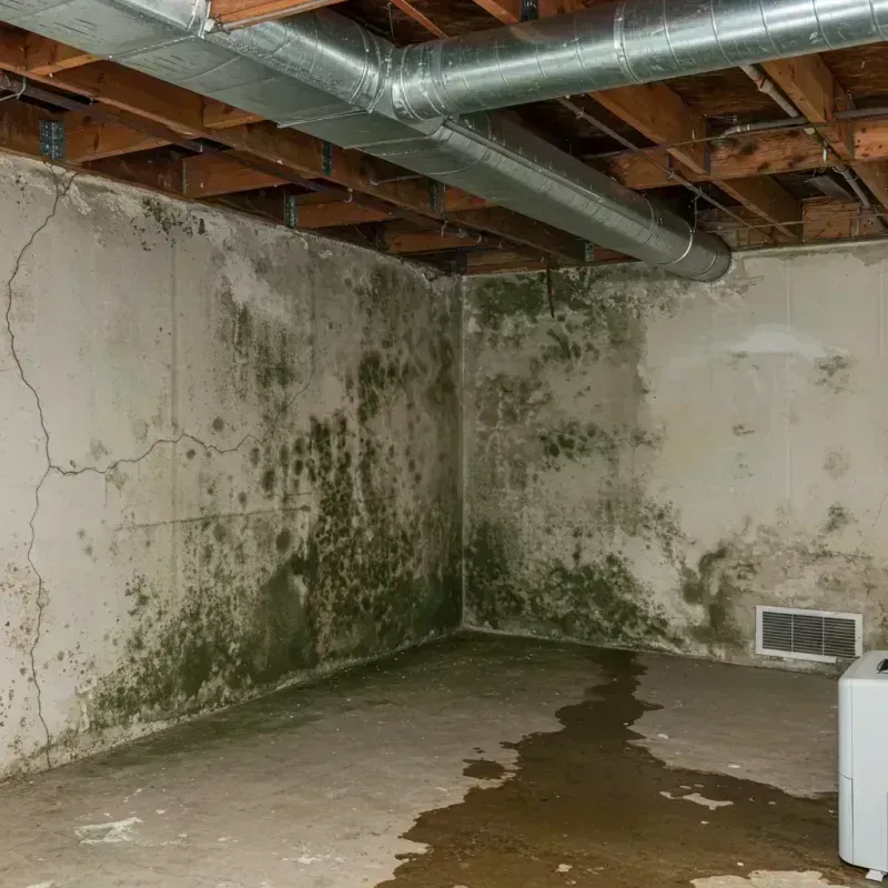 Professional Mold Removal in Silver Firs, WA